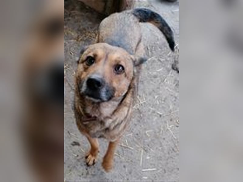 FELISHA sucht liebevolles Zuhause