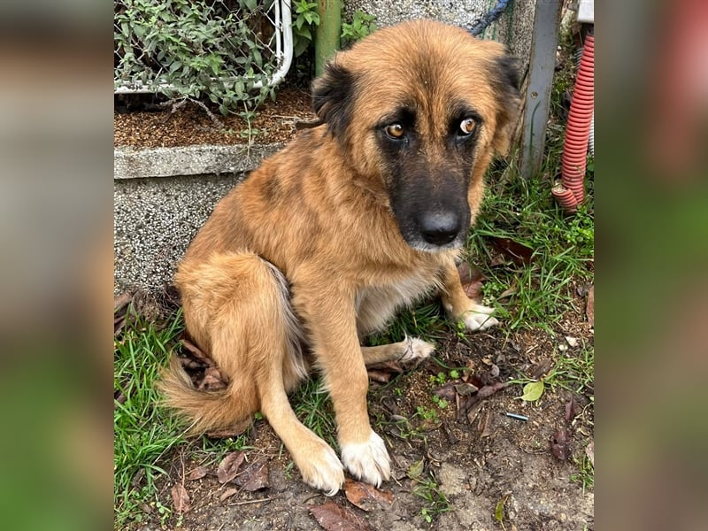 GERI ❤ sucht Zuhause oder Pflegestelle