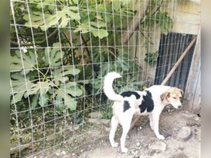 ABIGEIL sucht liebevolles Zuhause