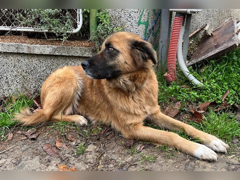 GERI ❤ sucht Zuhause oder Pflegestelle