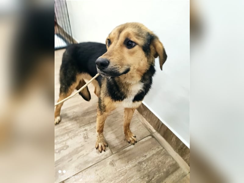 NAYLA ❤sucht Zuhause oder Pflegestelle