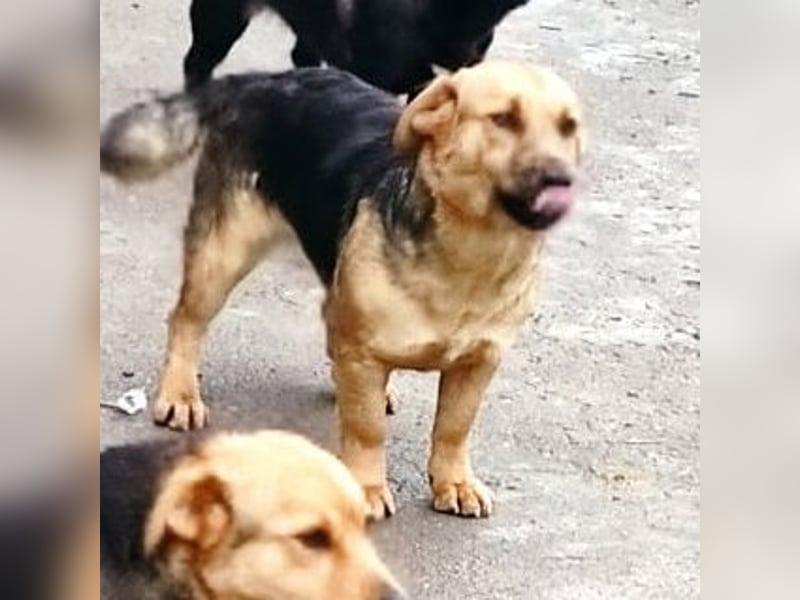 BARIA ❤ sucht Zuhause oder Pflegestelle