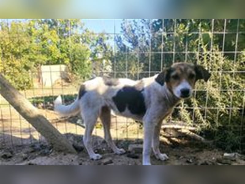 ABIGEIL sucht liebevolles Zuhause