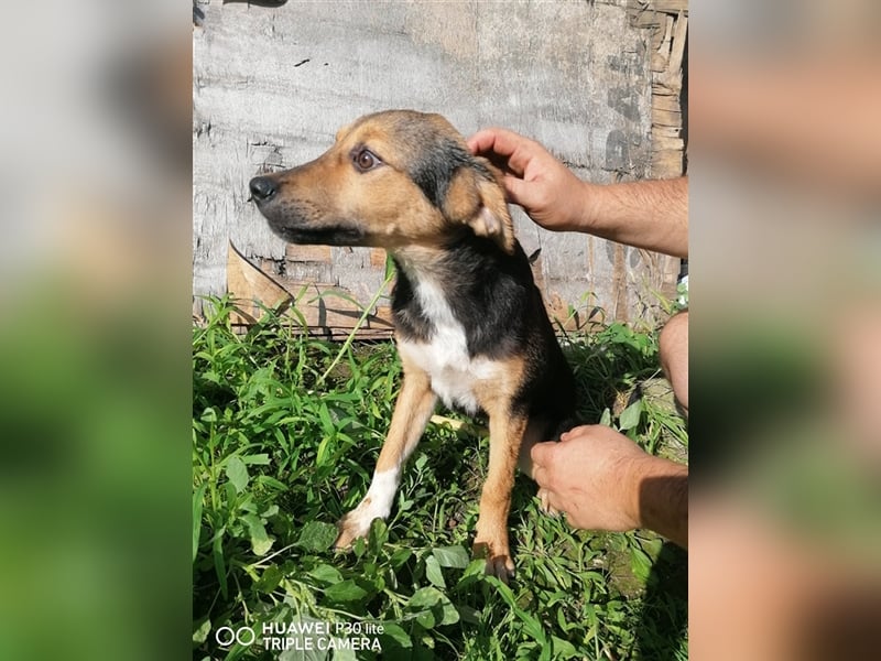 NAYLA ❤sucht Zuhause oder Pflegestelle