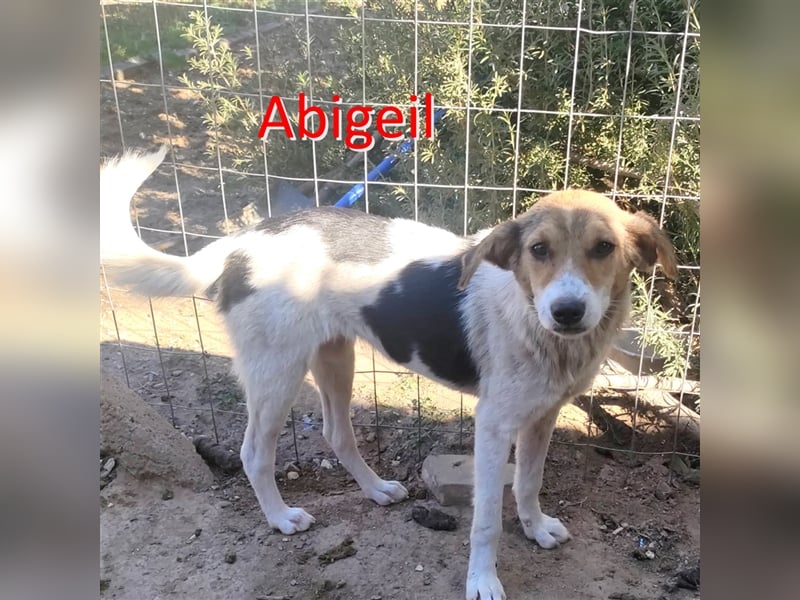 ABIGEIL sucht liebevolles Zuhause