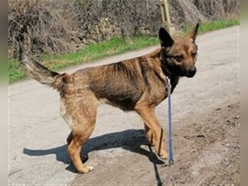 FELISHA sucht liebevolles Zuhause