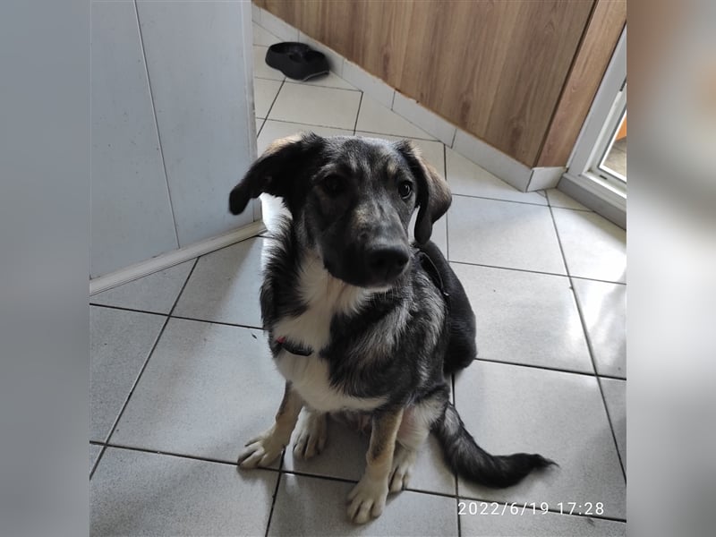 IRENE ❤ EILIG  sucht: Zuhause oder Pflegestelle