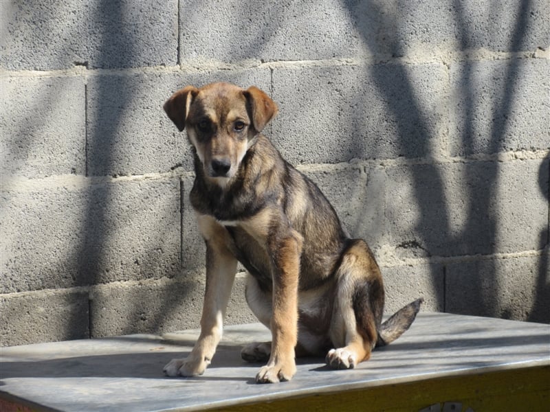 KRISTA ❤ sucht Zuhause oder Pflegestelle