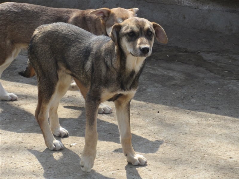 KRISTA ❤ sucht Zuhause oder Pflegestelle