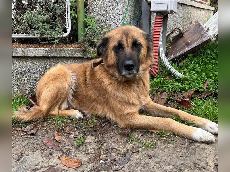 GERI ❤ sucht Zuhause oder Pflegestelle