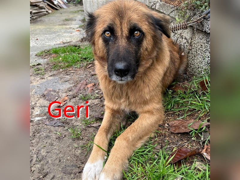 GERI ❤ sucht Zuhause oder Pflegestelle