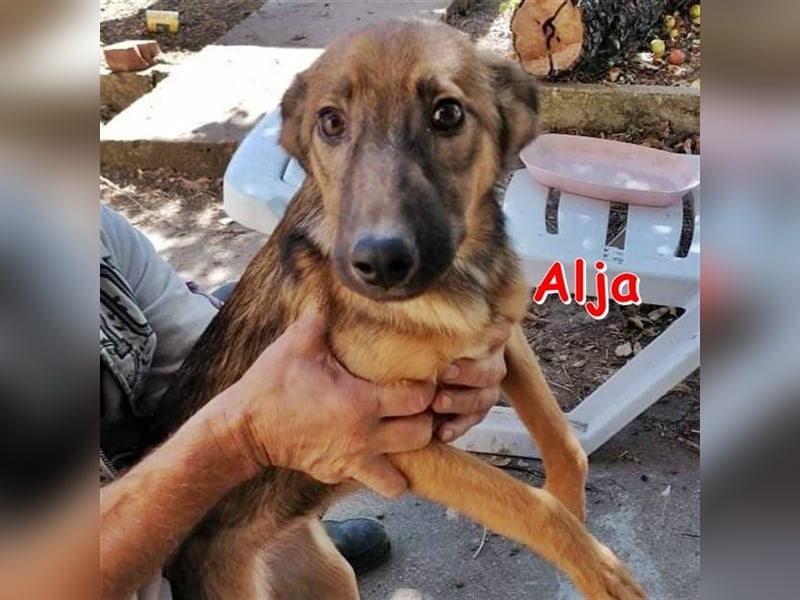 ALJA sucht liebevolles Zuhause