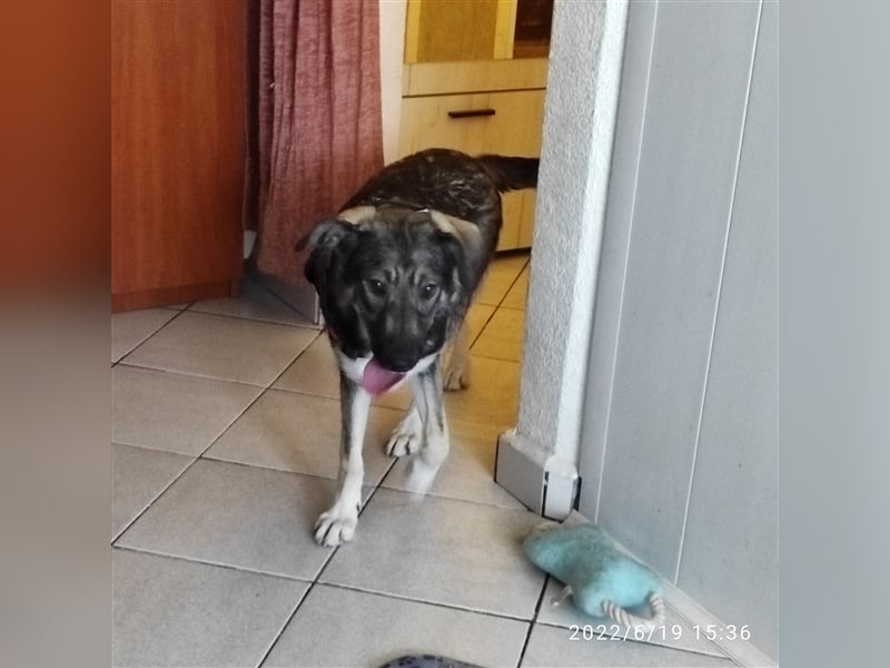 IRENE ❤ EILIG  sucht: Zuhause oder Pflegestelle