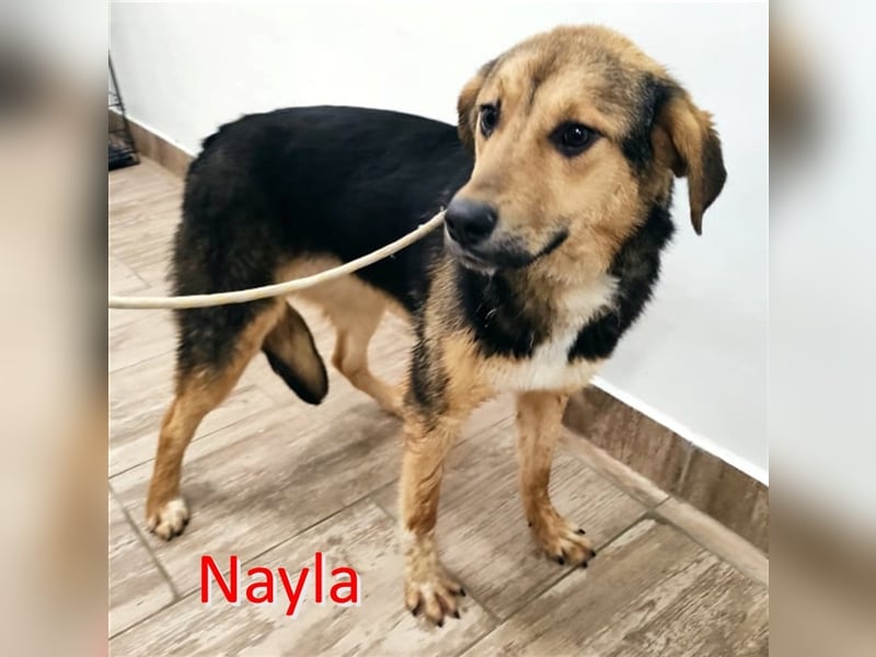 NAYLA ❤sucht Zuhause oder Pflegestelle