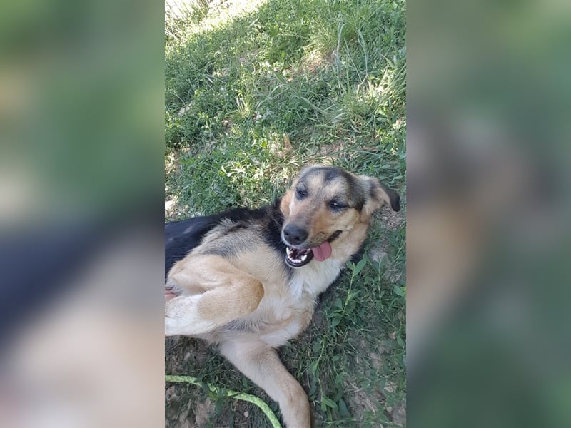 MIMI ❤ EILIG! sucht Zuhause oder Pflegestelle