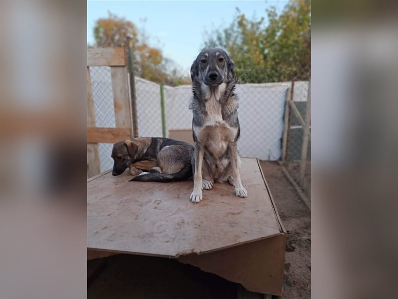 IRENE ❤ EILIG  sucht: Zuhause oder Pflegestelle