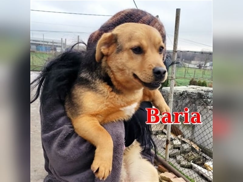 BARIA sucht liebevolles Zuhause