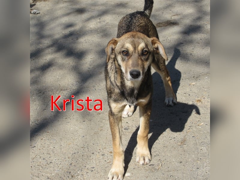 KRISTA ❤ sucht Zuhause oder Pflegestelle