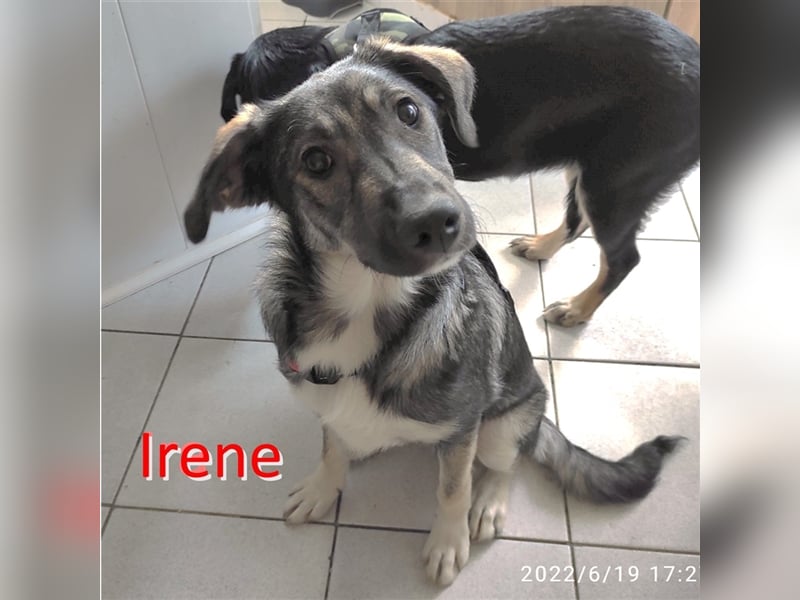 IRENE ❤ EILIG  sucht: Zuhause oder Pflegestelle