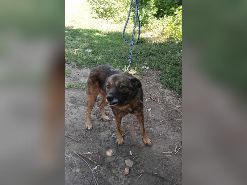 FELISHA ❤ sucht Zuhause oder Pflegestelle