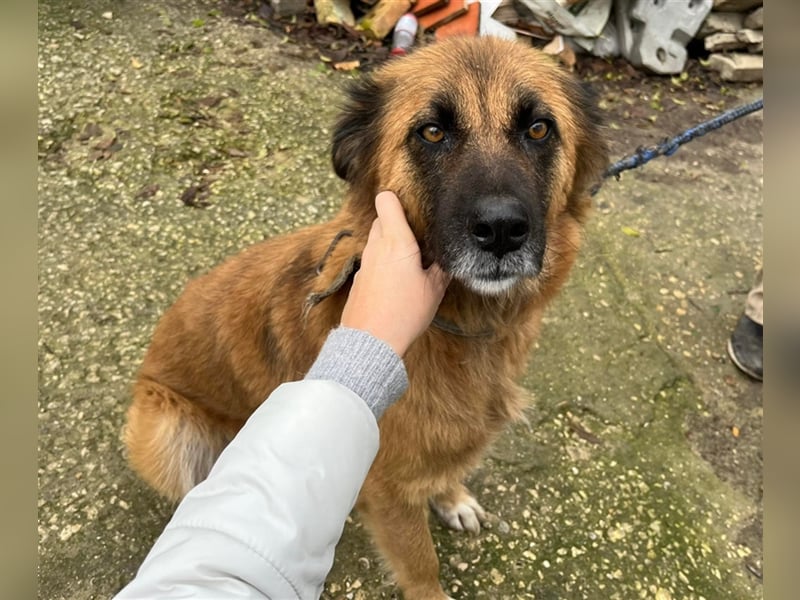 GERI ❤ sucht Zuhause oder Pflegestelle
