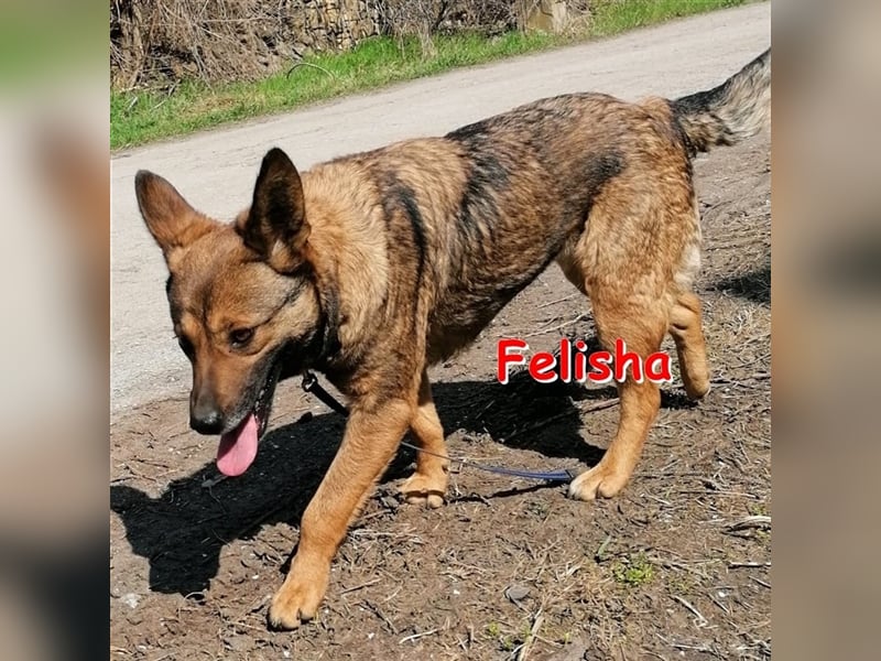 FELISHA sucht liebevolles Zuhause