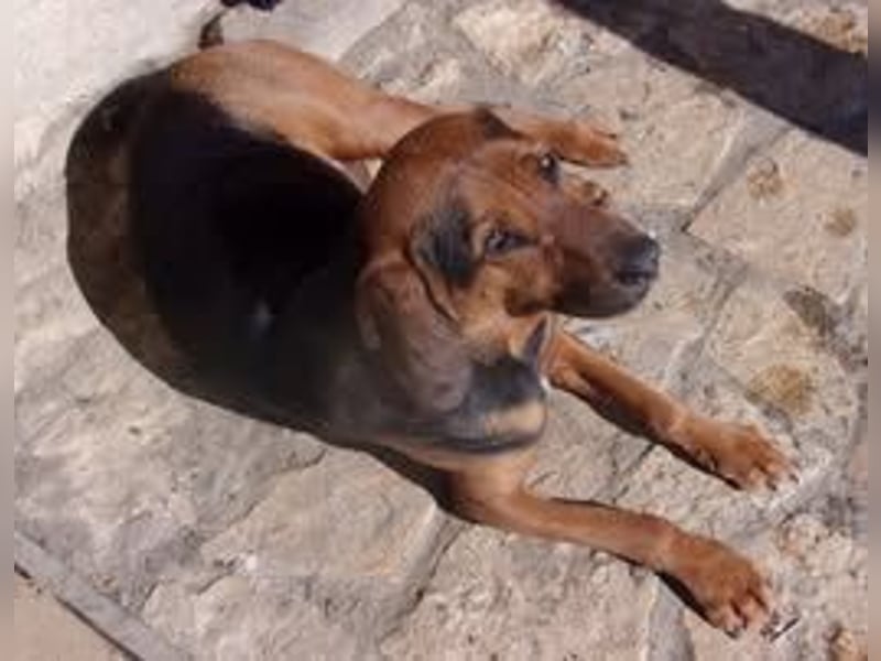 DANNY ❤  sucht Zuhause oder Pflegestelle