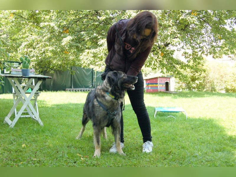 Milla - anhänglich und verschmust - Tierhilfe Franken e.V.
