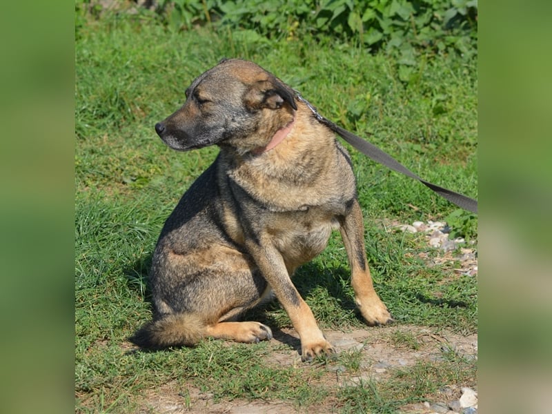 „Juna““,noch zurückhaltend, sucht Menschen mit Geduld und Hundeerfahrung, sehr lieb