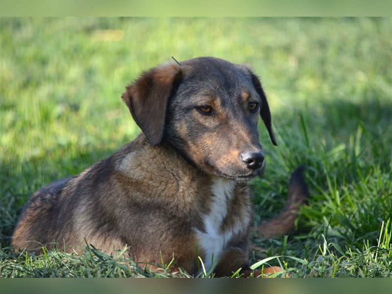 Sehr liebe, sehr verspielte Mischlingshündin "Jody", ca. 06.2023 geboren, sucht aktive Familie.