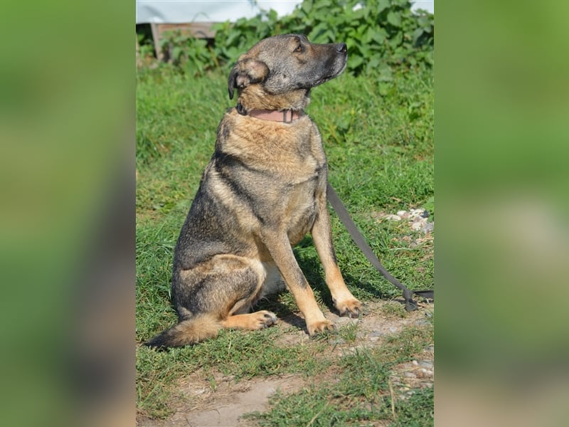 „Juna““,noch zurückhaltend, sucht Menschen mit Geduld und Hundeerfahrung, sehr lieb