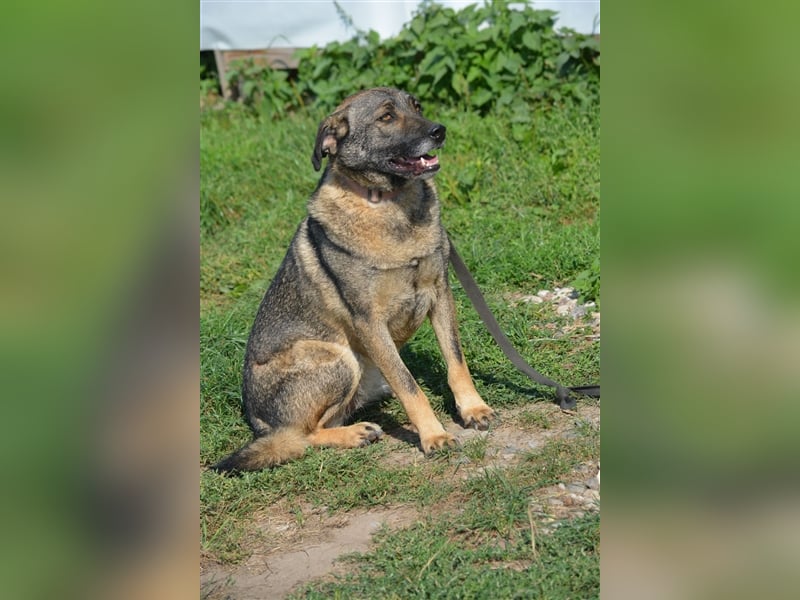 „Juna““,noch zurückhaltend, sucht Menschen mit Geduld und Hundeerfahrung, sehr lieb