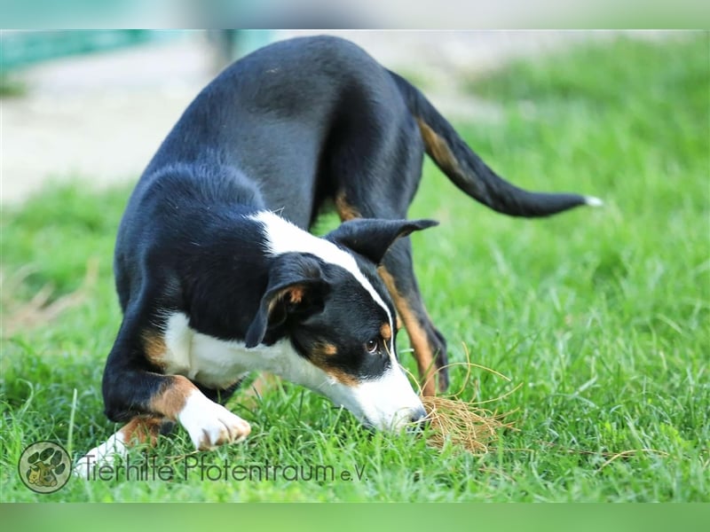 Merle sucht ein Zuhause