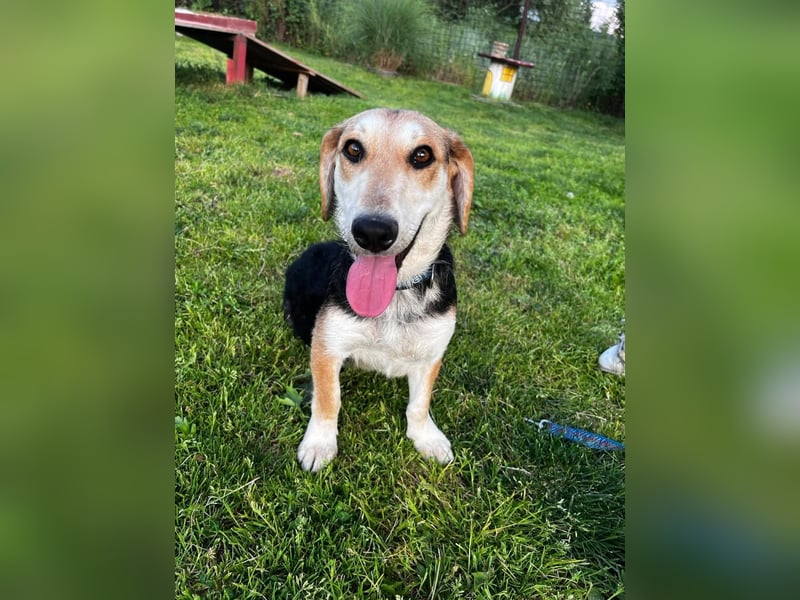 Didi, süße und freundliche Hundedame sucht ein Zuhause