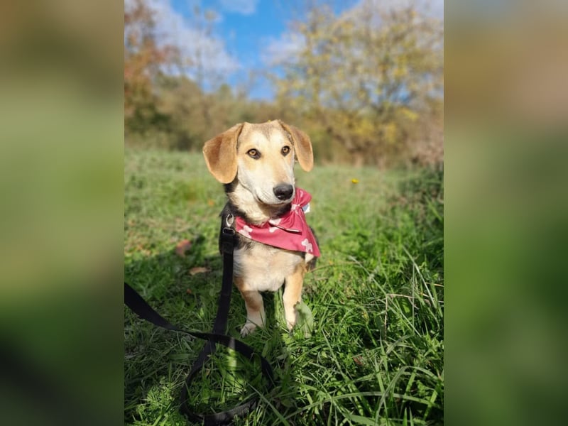 Didi, süße und freundliche Hundedame sucht ein Zuhause