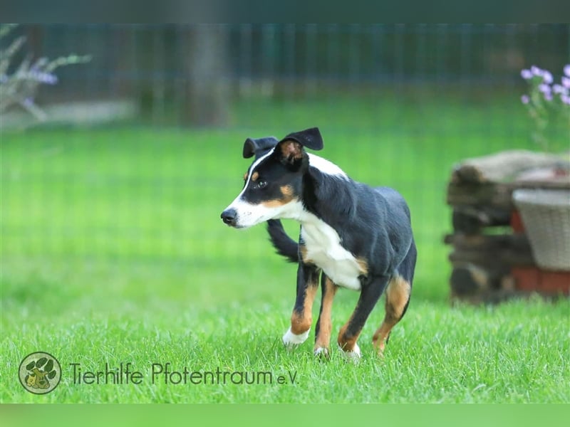 Merle sucht ein Zuhause