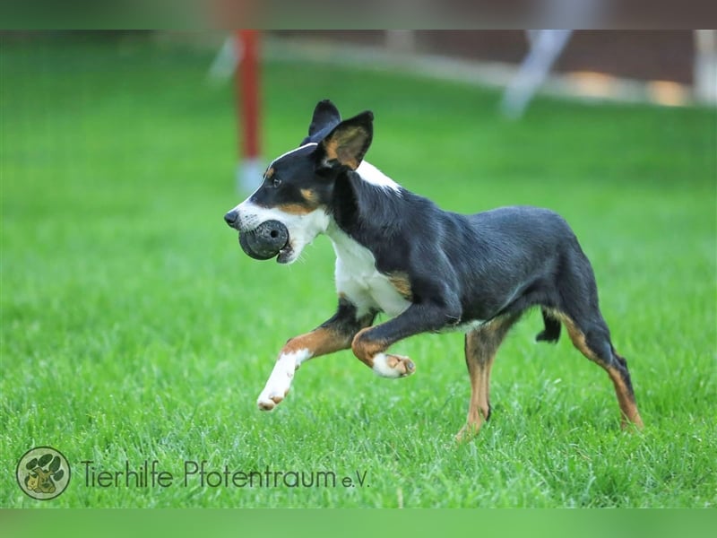 Merle sucht ein Zuhause