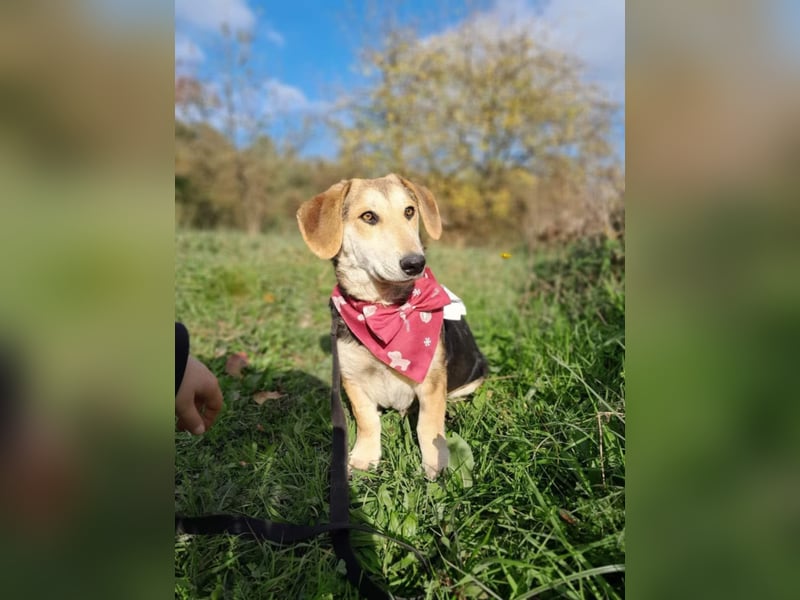 Didi, süße und freundliche Hundedame sucht ein Zuhause