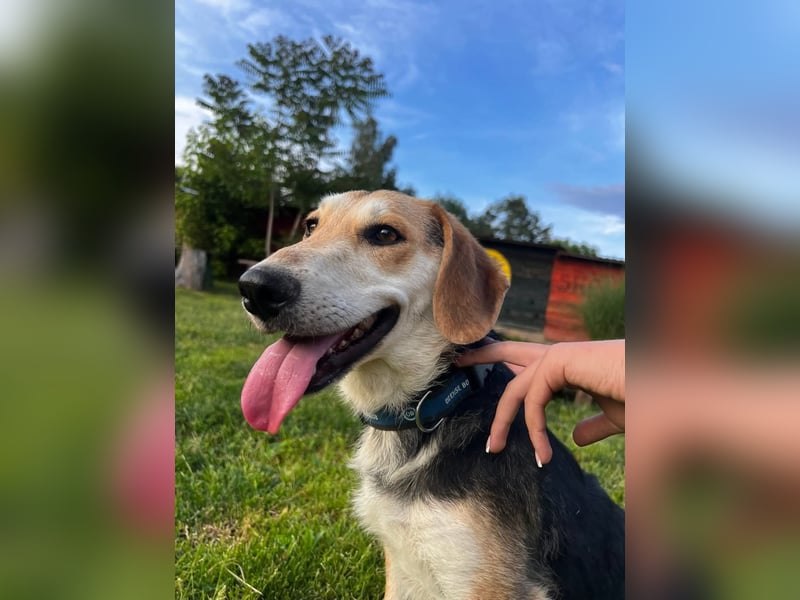 Didi, süße und freundliche Hundedame sucht ein Zuhause