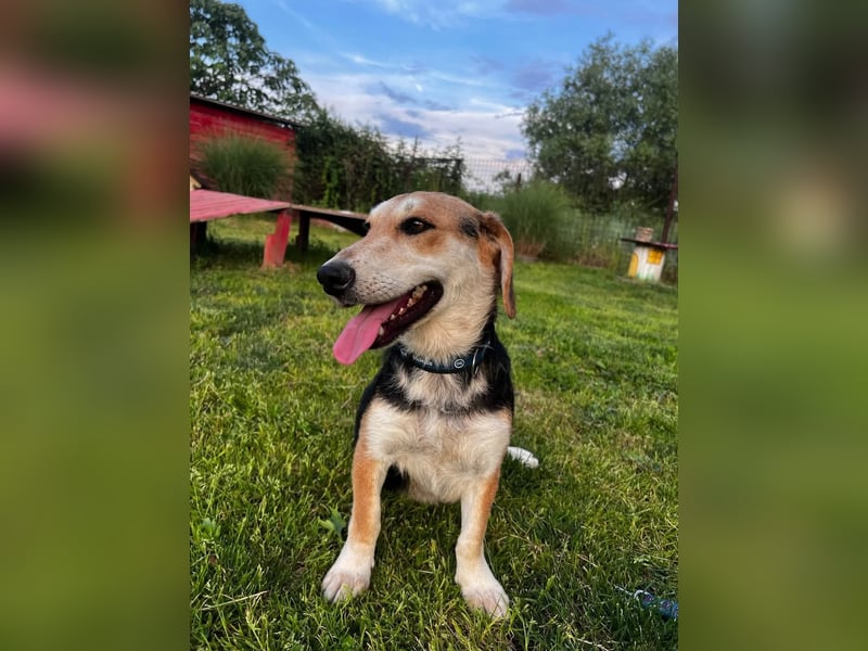 Didi, süße und freundliche Hundedame sucht ein Zuhause