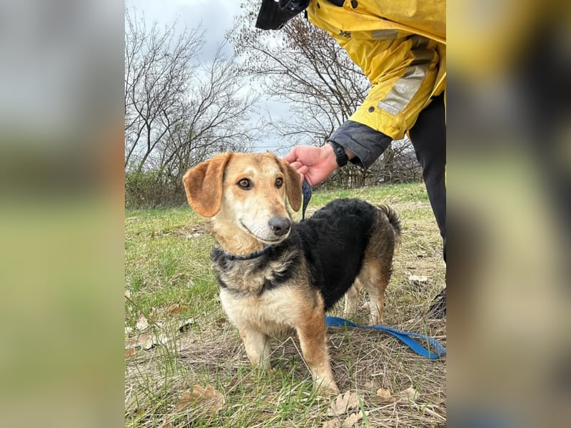 Didi, süße und freundliche Hundedame sucht ein Zuhause