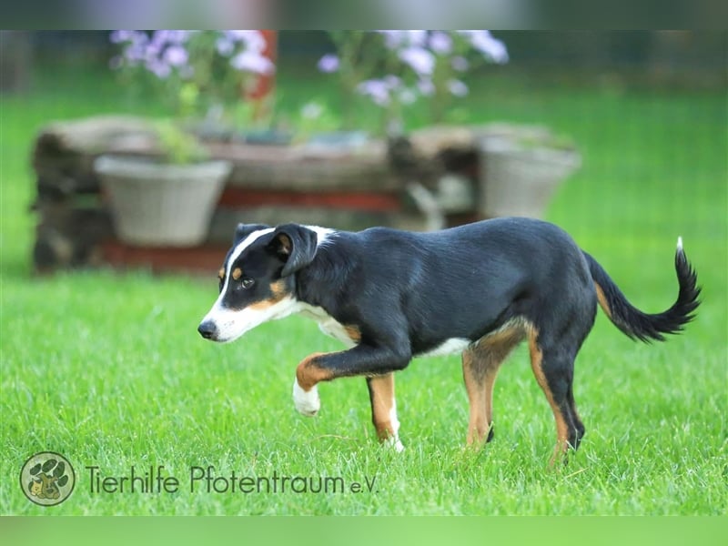 Merle sucht ein Zuhause