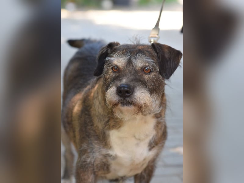 Miss Sophie - freundliche, liebenswerte, bezaubernde Seniorin