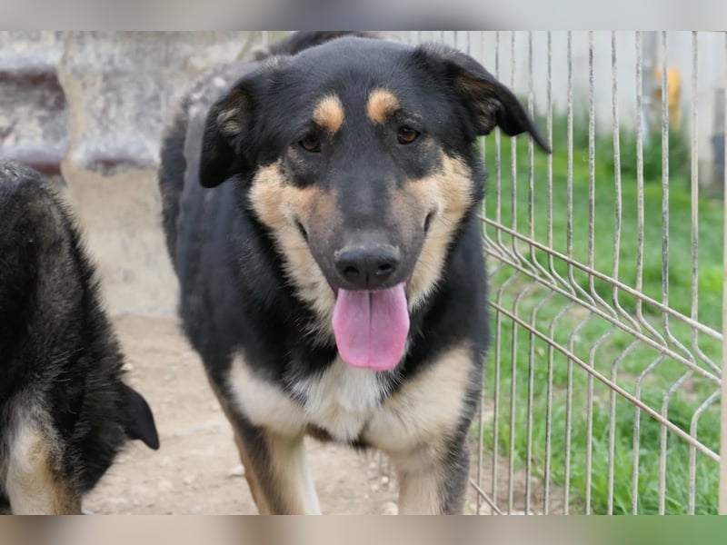 die liebe Finnegan sucht