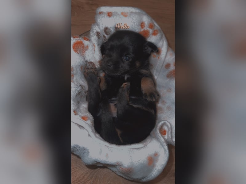 Chihuahua bolonka mix Welpen