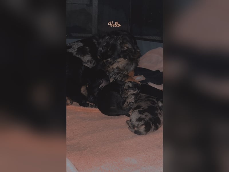 Chihuahua bolonka mix Welpen