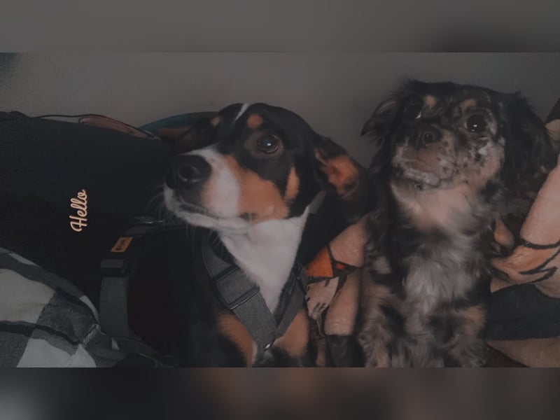 Chihuahua bolonka mix Welpen