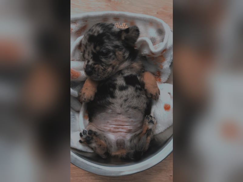 Chihuahua bolonka mix Welpen