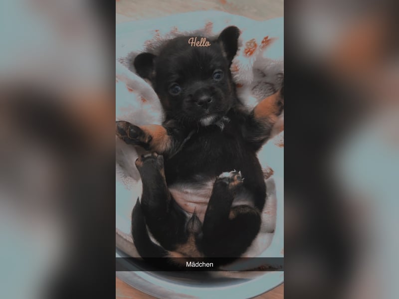 Chihuahua bolonka mix Welpen