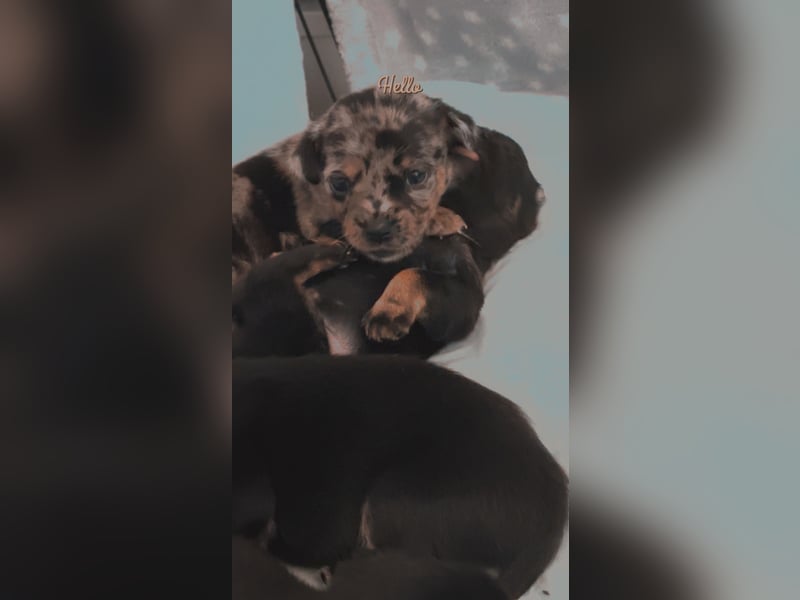 Chihuahua bolonka mix Welpen